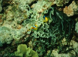 Anemonenfische